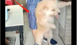 虐狗视频,揭开残忍背后的黑暗面